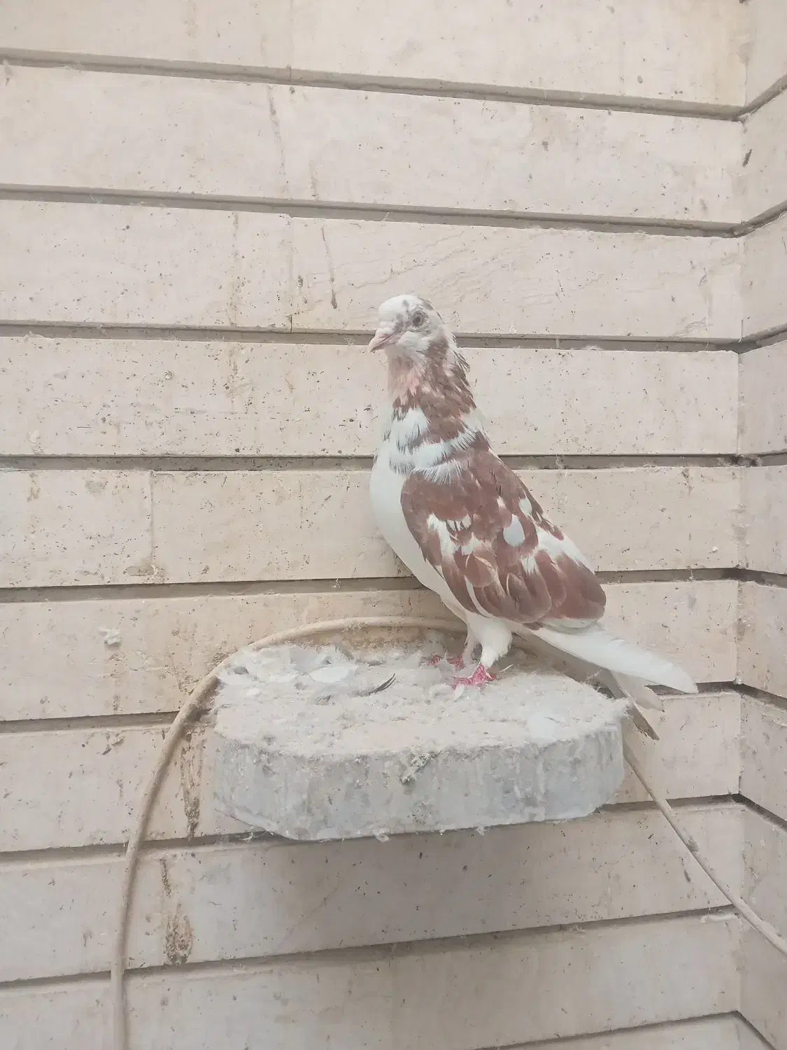 کبوترپرشی تهرونی|پرنده|اصفهان, ارغوانیه|دیوار