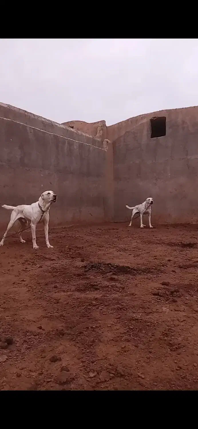 سگ نگهبان|سگ|قم, صفائیه|دیوار