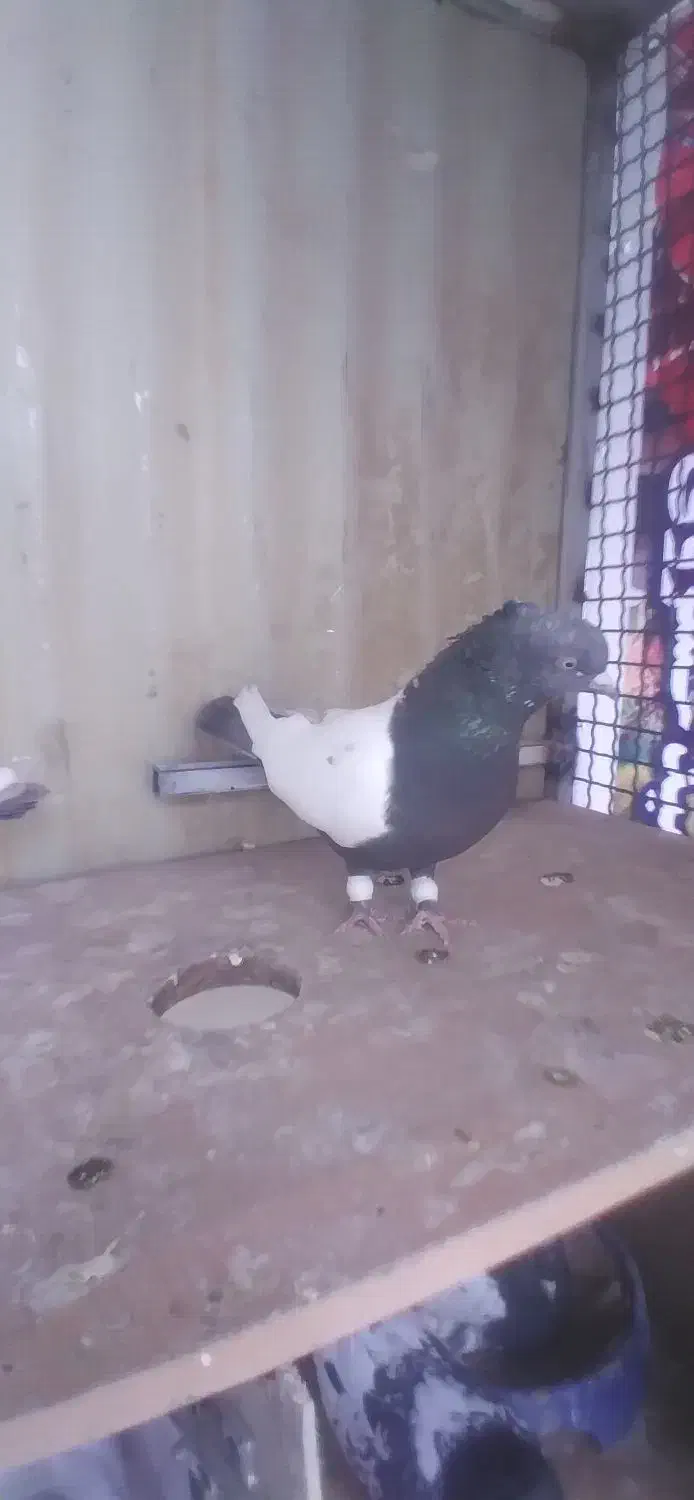 کفتر فروشی|پرنده|شیروان (خراسان), |دیوار