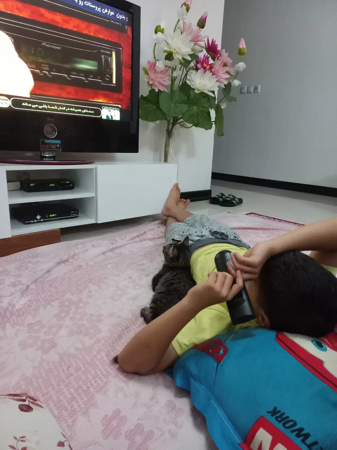 گربه|گربه|ساری, |دیوار