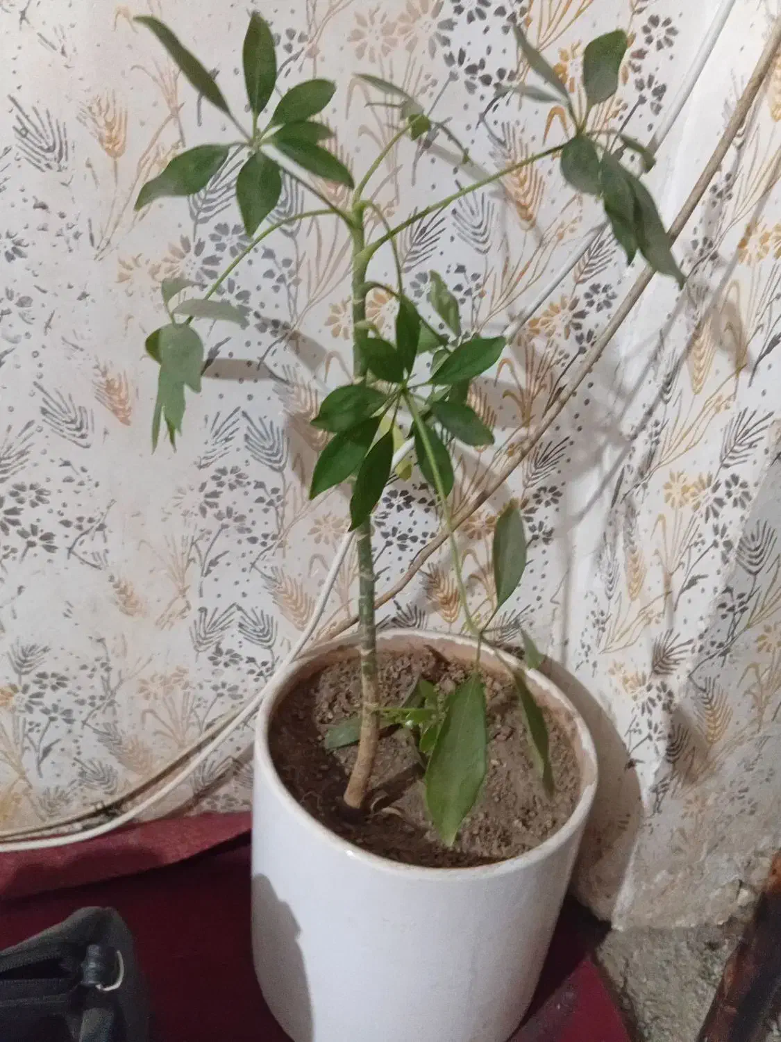 گل فروشی|گل و گیاه طبیعی|نیشابور, ده حلاج|دیوار