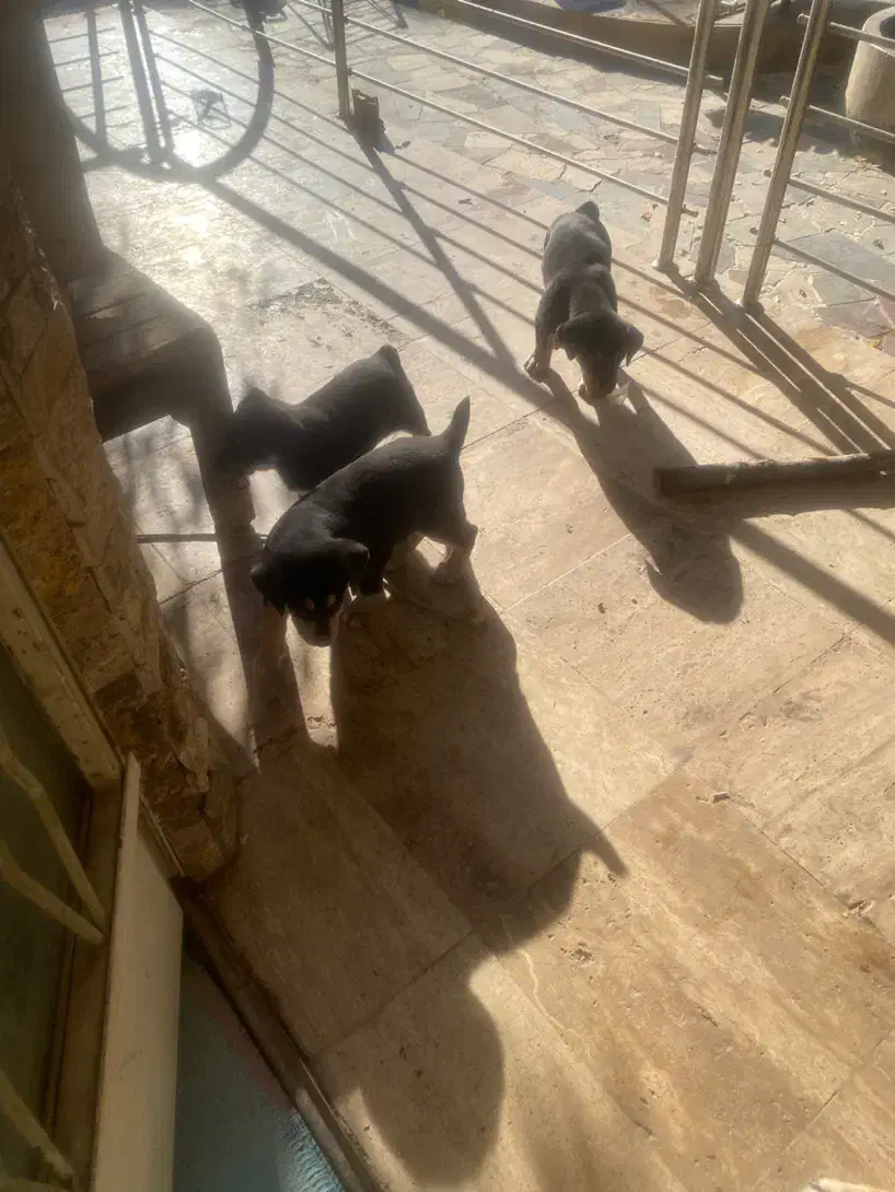 توله سگ|سگ|اصفهان, دنارت|دیوار