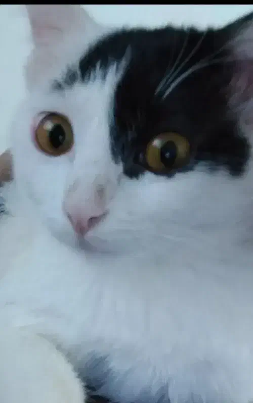 گربه گمشده ماده|گربه|جهرم, |دیوار