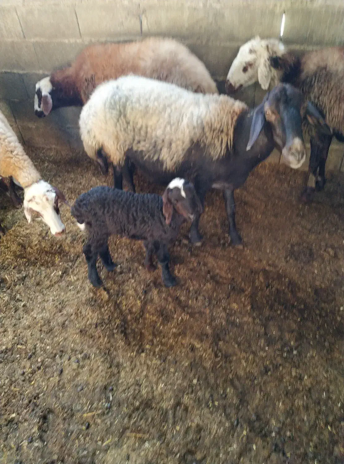 سه عدد گوسفند با دو بره|حیوانات مزرعه|گمیشان, |دیوار