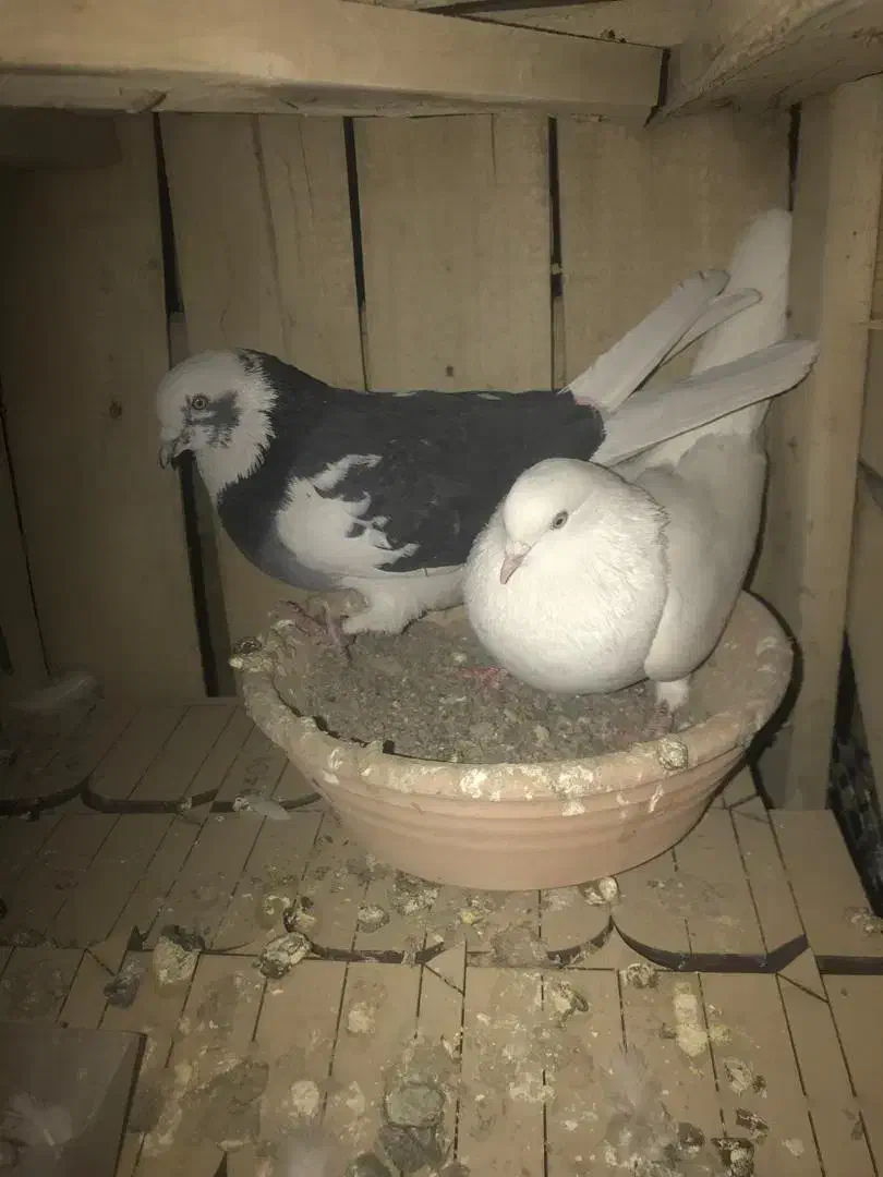 فرو|پرنده|معصومیه, |دیوار