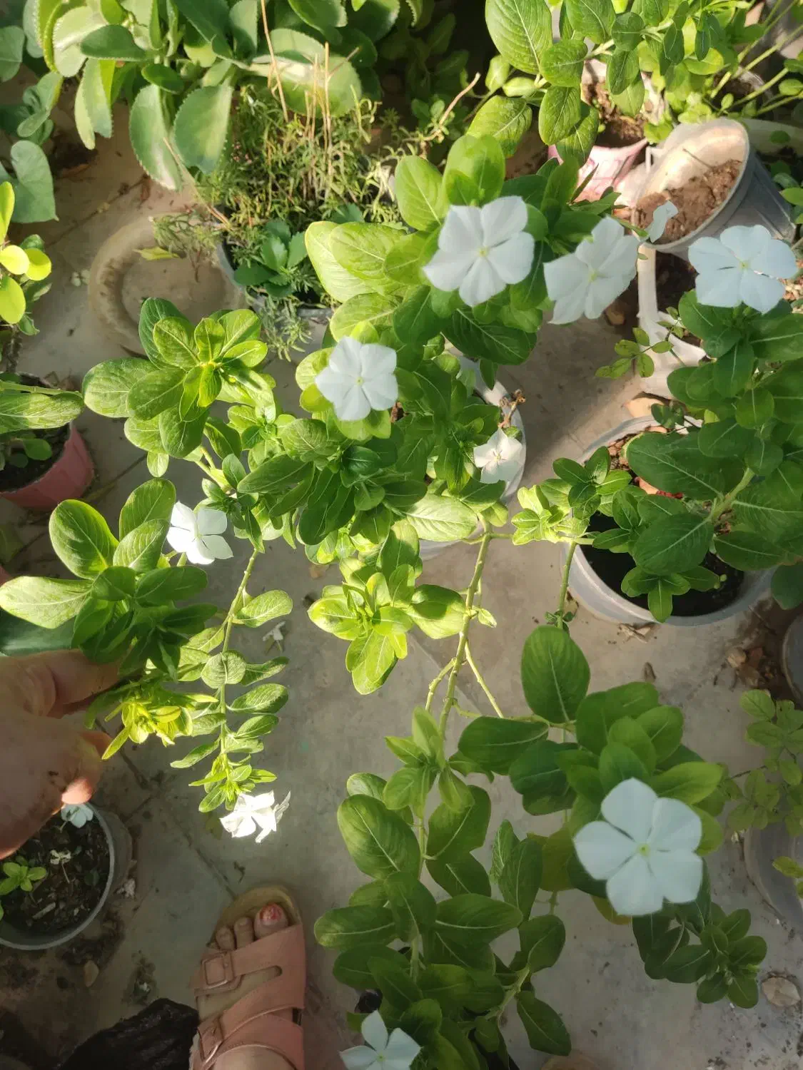 گلدون پریوش زیبا مخصوص باغچه در تمام فصلها گل دارد|گل و گیاه طبیعی|نورآباد ممسنی, |دیوار