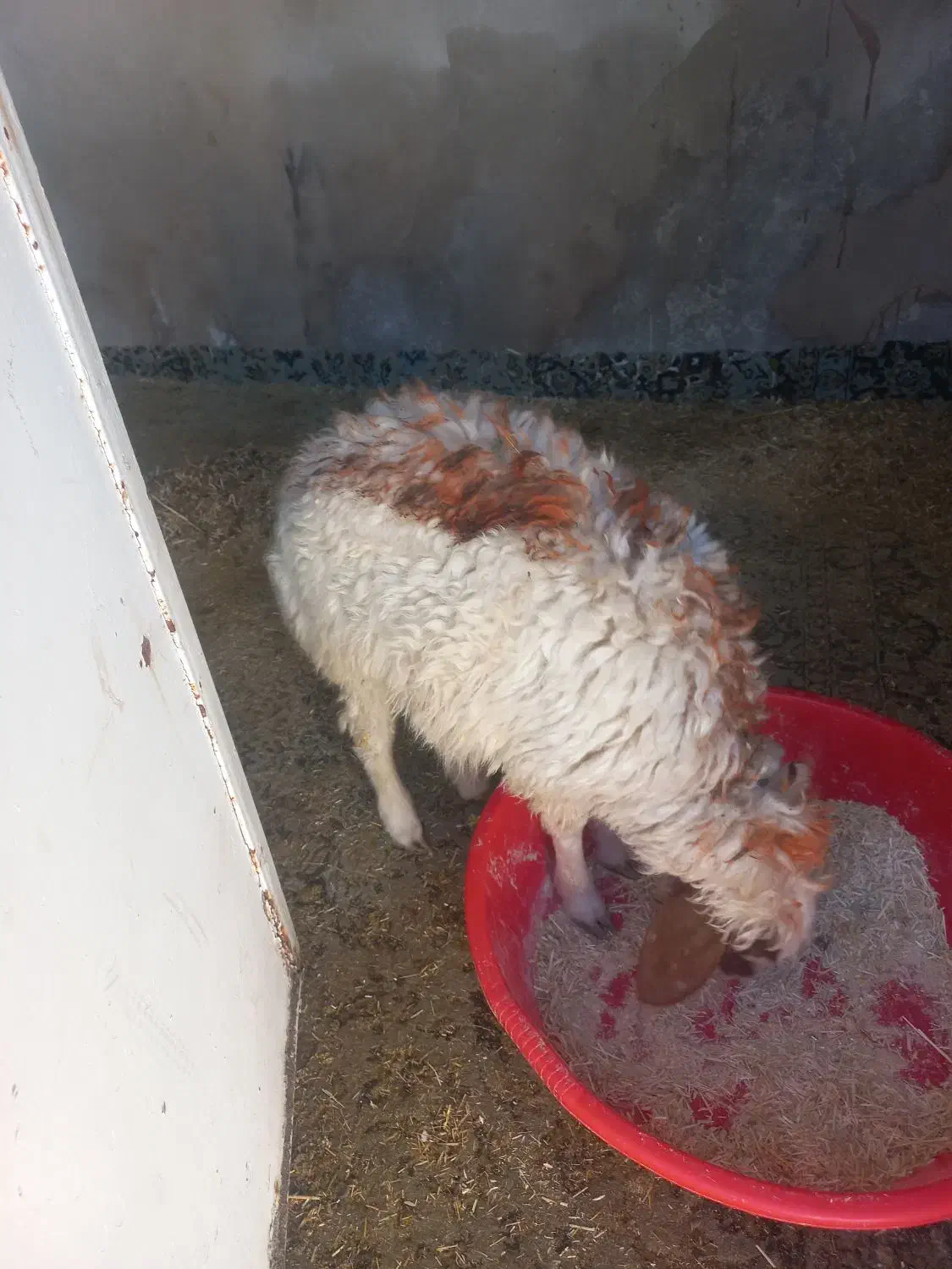 بره نر در ملکشاهی|حیوانات مزرعه|ملکشاهی, |دیوار