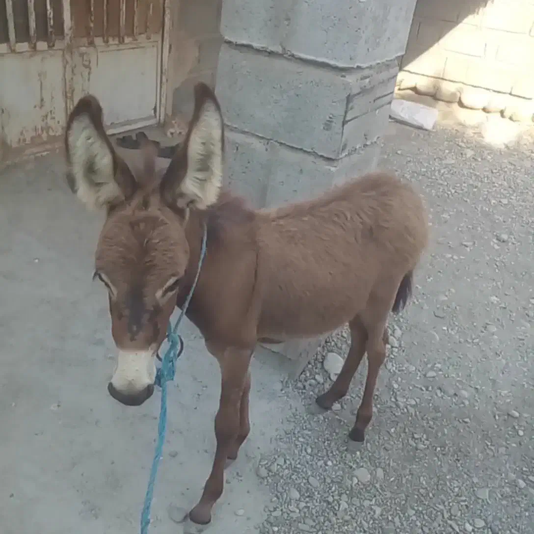کره الاغ نر|حیوانات مزرعه|میناب, |دیوار
