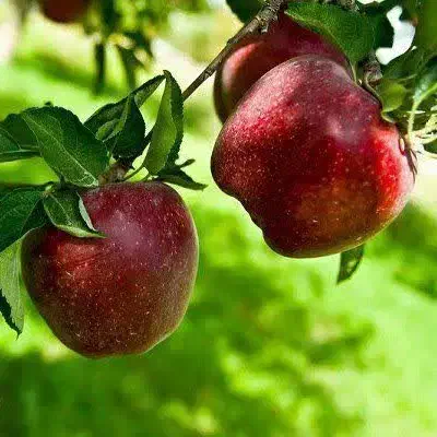 تولید و عرضه نهال سیب میراکل|خدمات باغبانی و درختکاری|خوسف, |دیوار