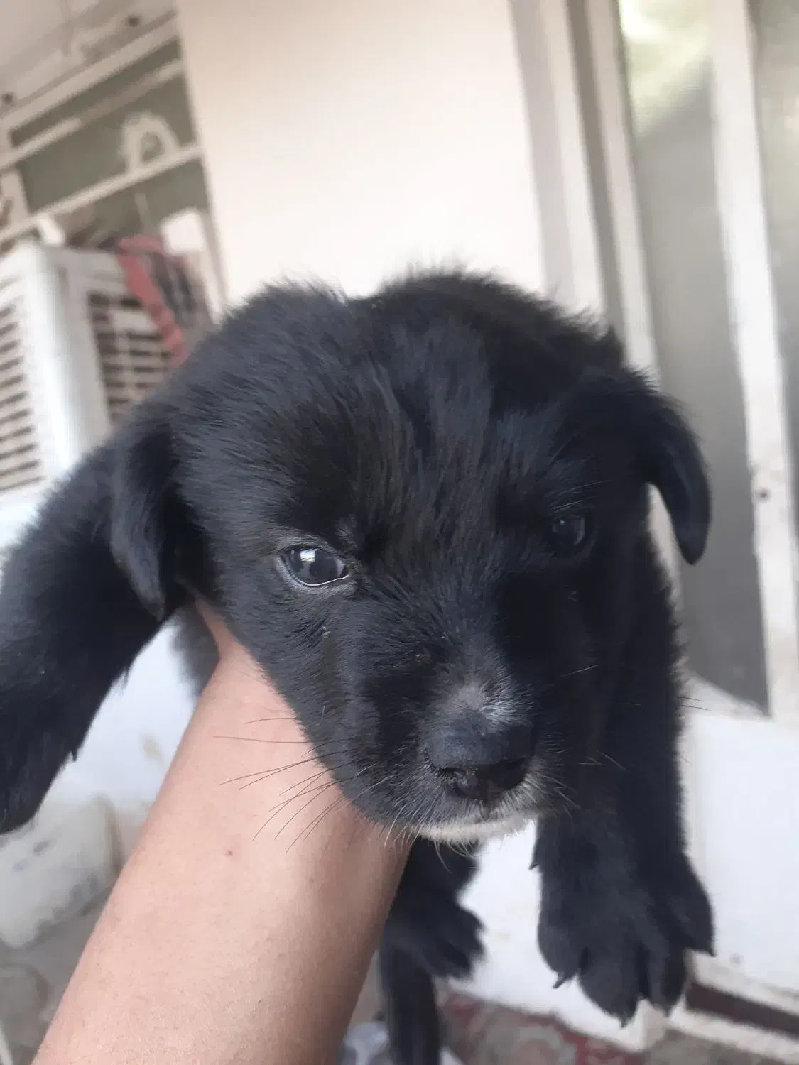 فروش سگ|سگ|مزرعه کتول, |دیوار