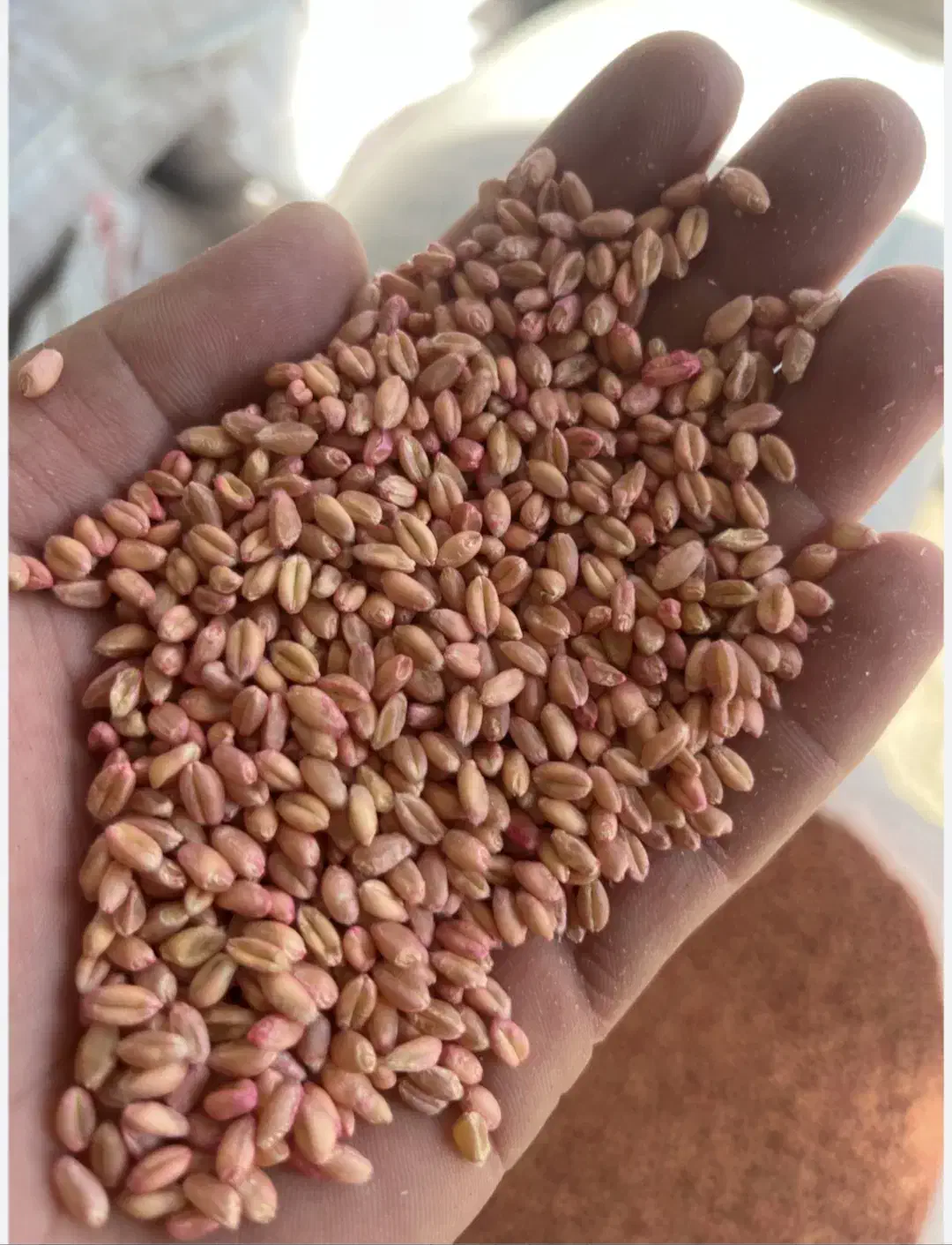 بذر گندم|عمده‌فروشی|مشگین شهر, |دیوار