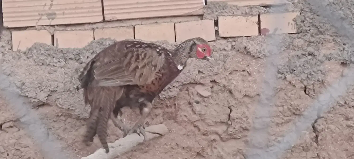 مرغ امریکایی شاخ دار|پرنده|سبزوار, شهرک جهاد|دیوار