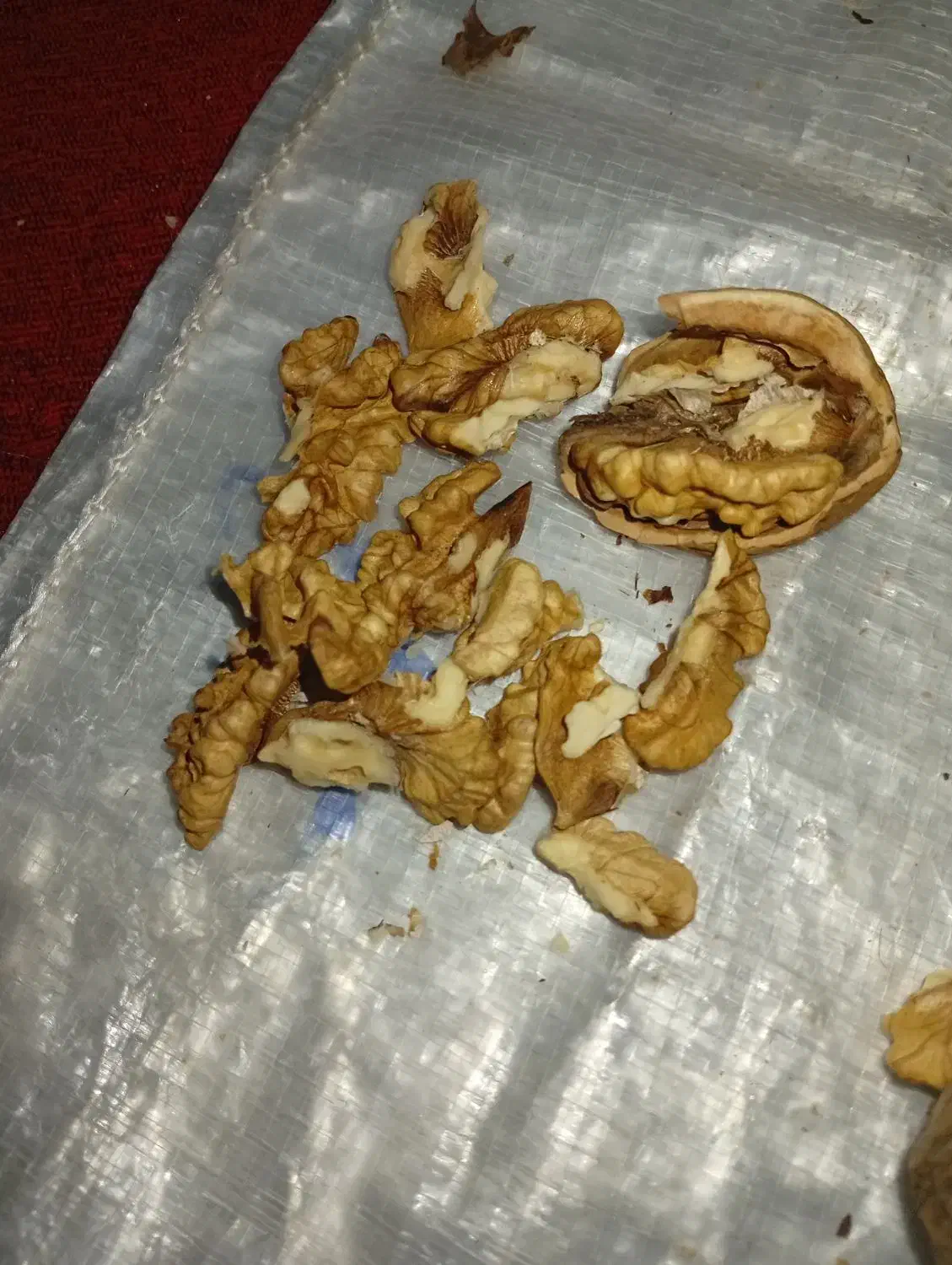 گردو معاوضه با برنج.چمپا وشمیم ..فجر|خوردنی و آشامیدنی|دهدشت, |دیوار