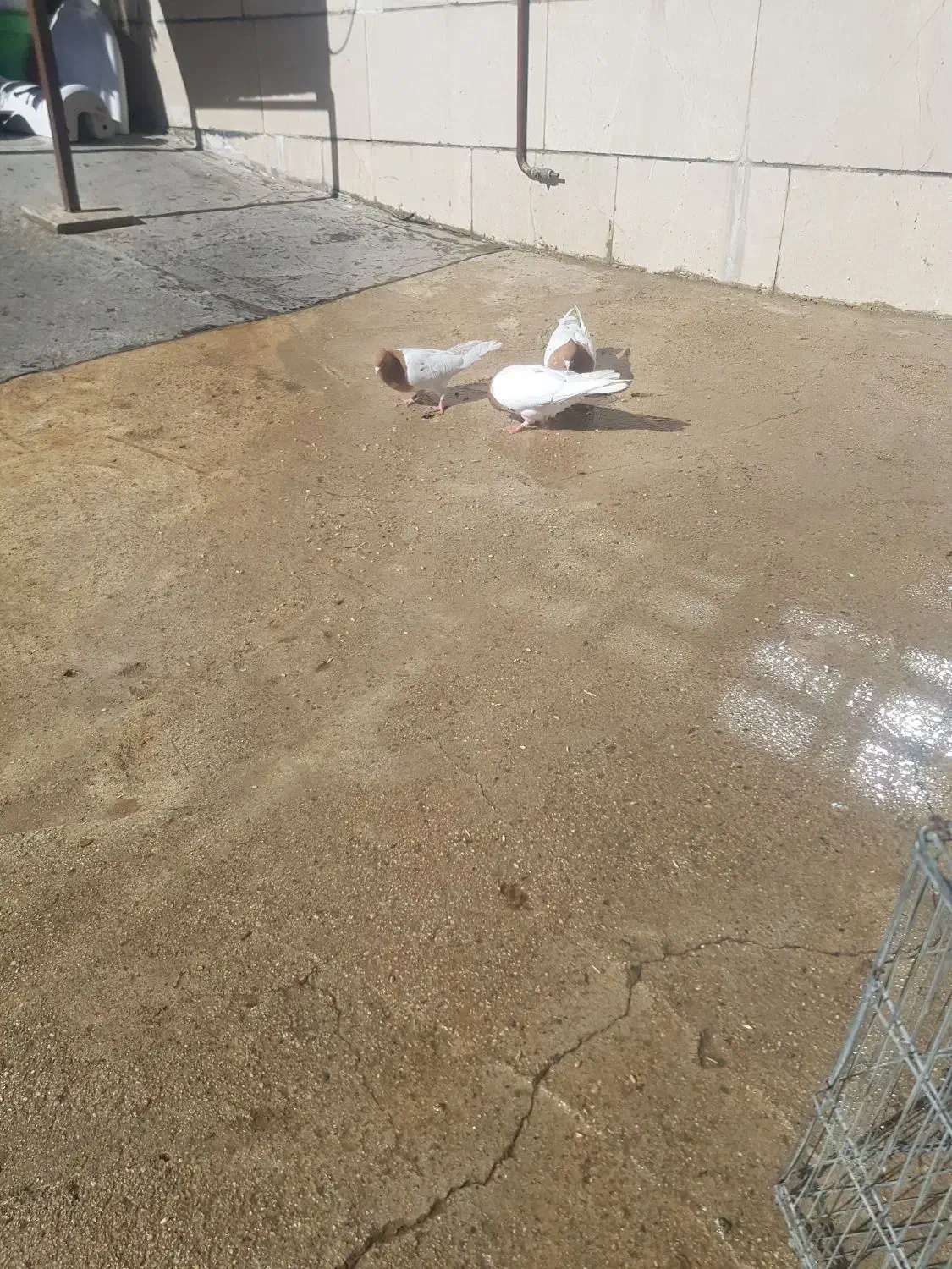 با سلام چندجوفت شونی دوم سفید کلی ودومی|پرنده|اشترینان, |دیوار