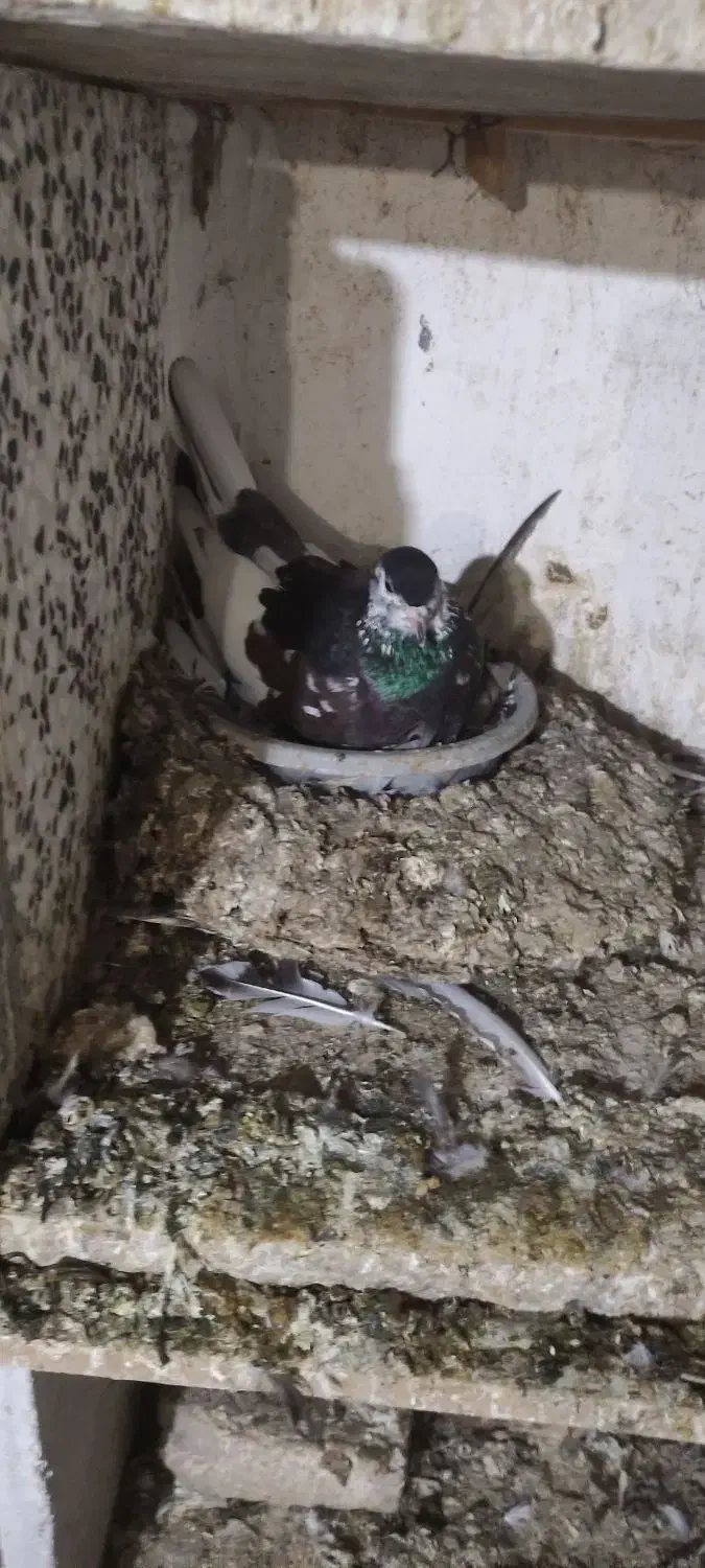 ساده افشان.کربلای.سار|پرنده|گالیکش, |دیوار