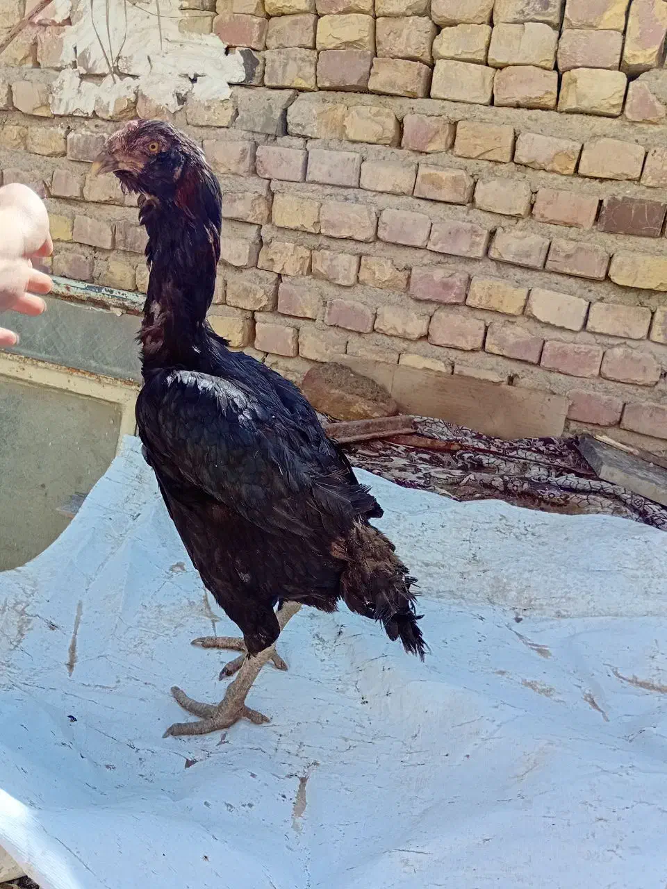 مرغ لاری|حیوانات مزرعه|نیمروز, |دیوار