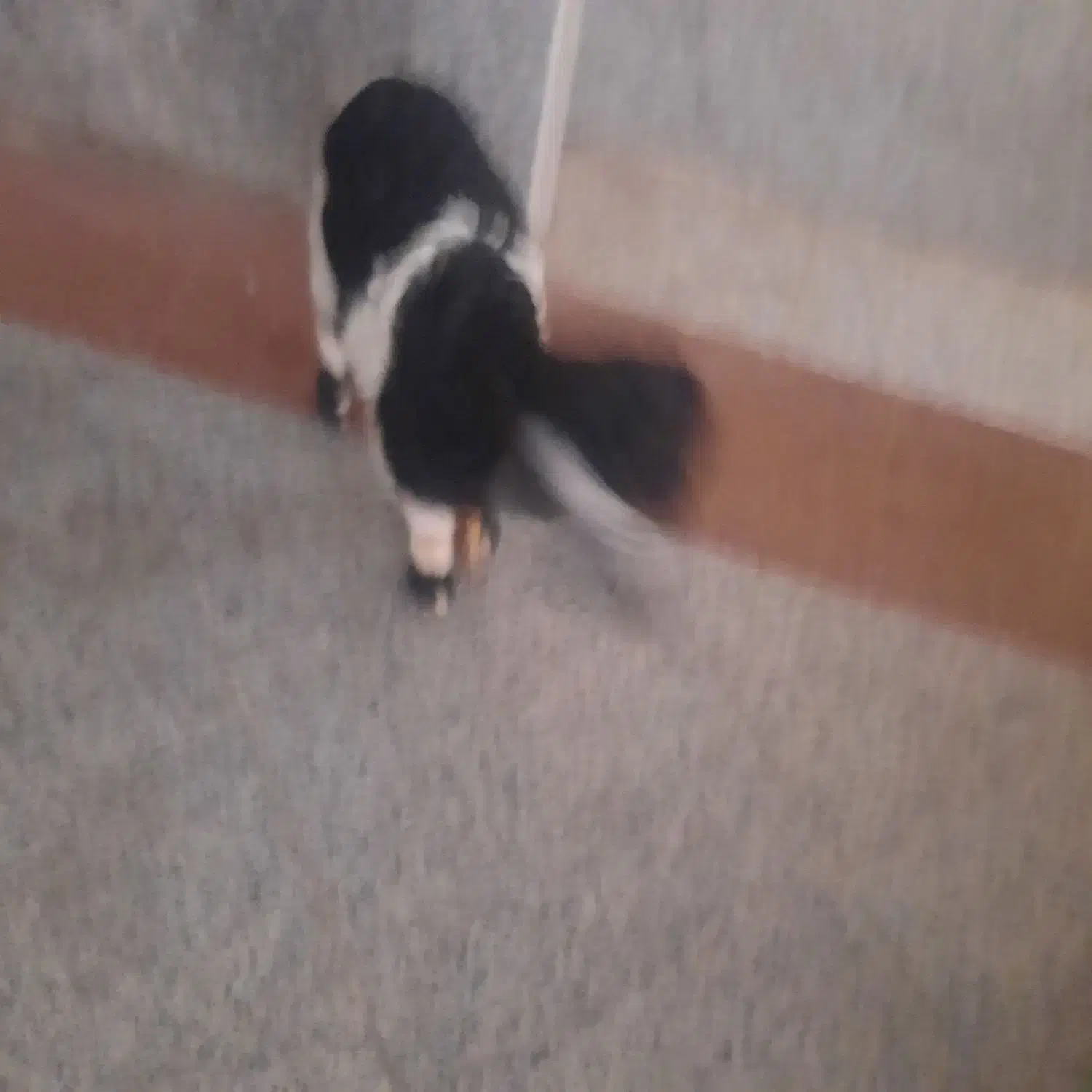 بزغاله شیری|حیوانات مزرعه|اصفهان, ناژوان|دیوار