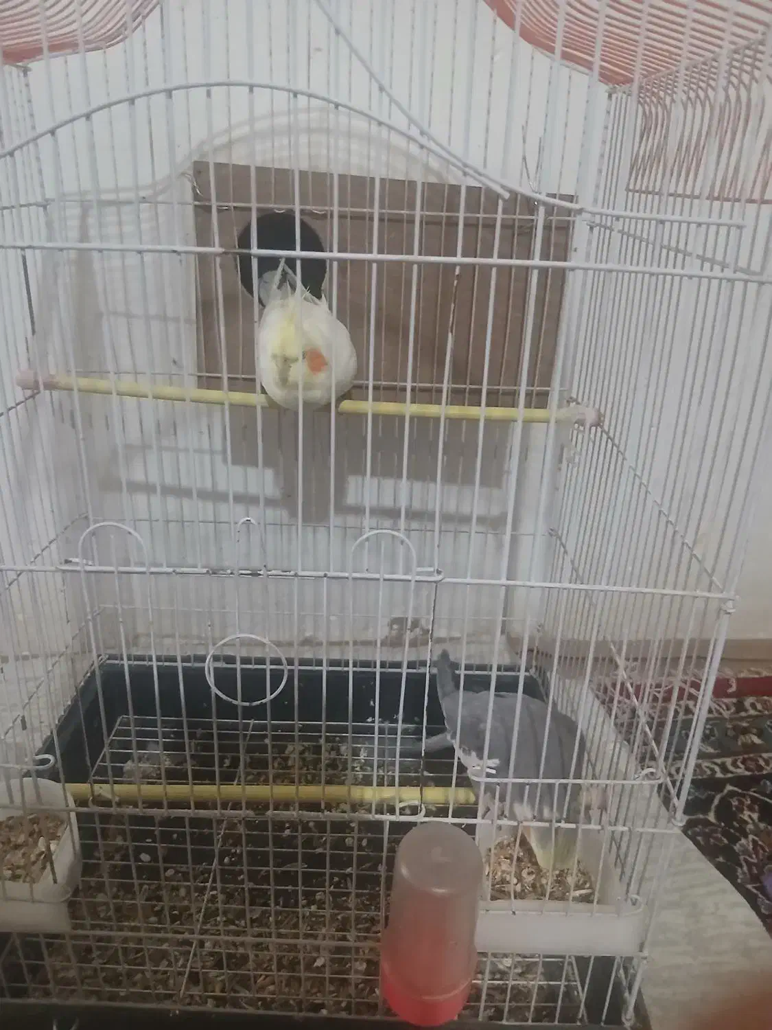 فروشی|پرنده|زند, |دیوار