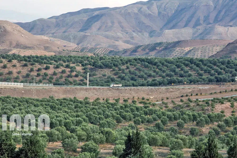 نیازمند کارگر زیتون چین|استخدام صنعتی، فنی، مهندسی|لوشان, |دیوار