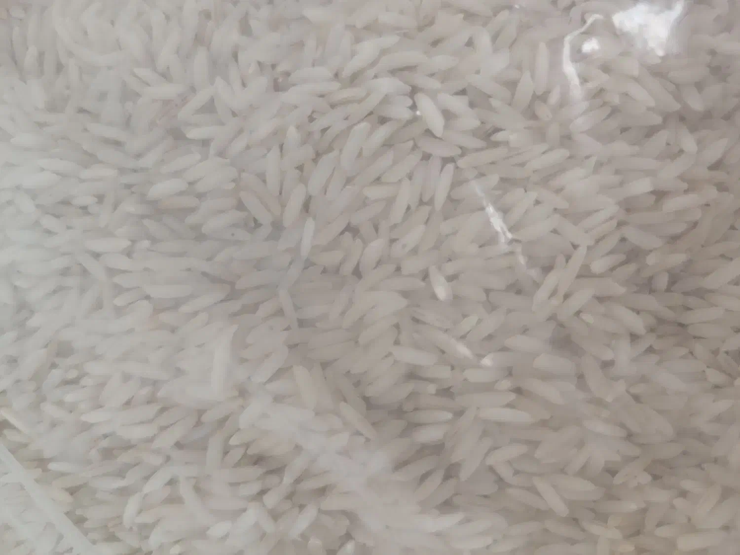 برنج هاشمی|خوردنی و آشامیدنی|رشت, جهاد|دیوار