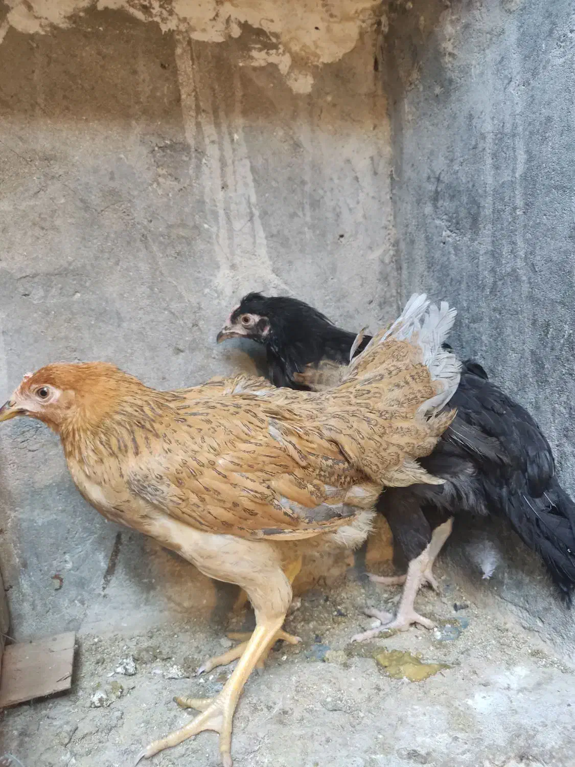 نیمچه مرغ سه ماهه|حیوانات مزرعه|قشم, |دیوار