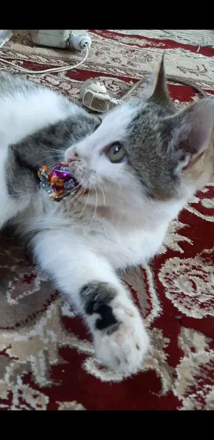 گربه گم شده درصفادشت|گربه|صفادشت, |دیوار