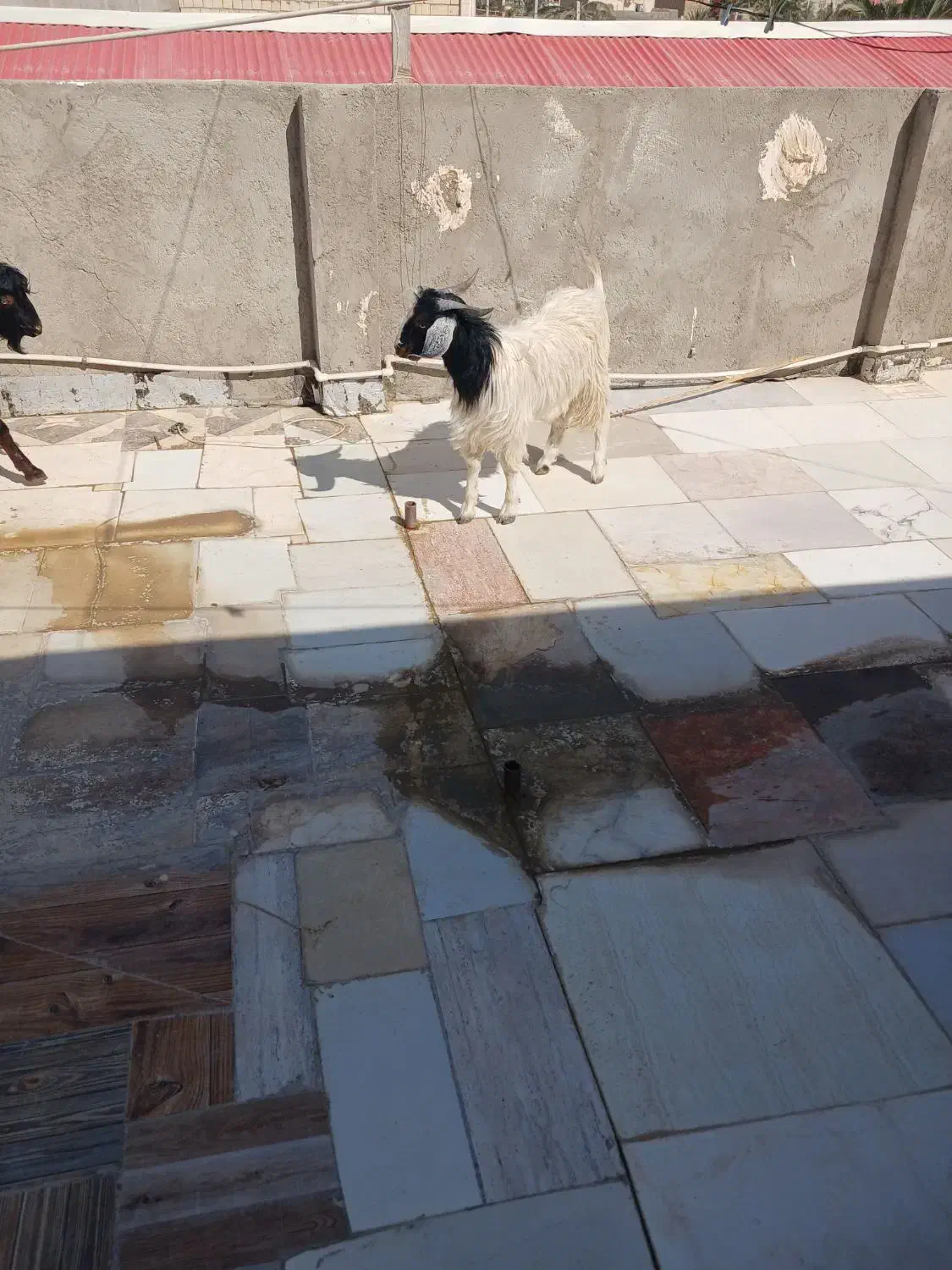 بزغاله نر فقط تماس بگیرید الگی مزاحم نشو|حیوانات مزرعه|سراوان, |دیوار