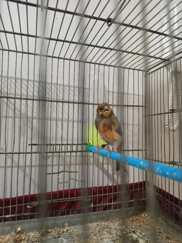 قناری نر|پرنده|خوی, |دیوار