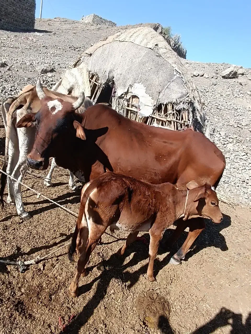 گاو سالم سرخال|حیوانات مزرعه|مهرستان, |دیوار