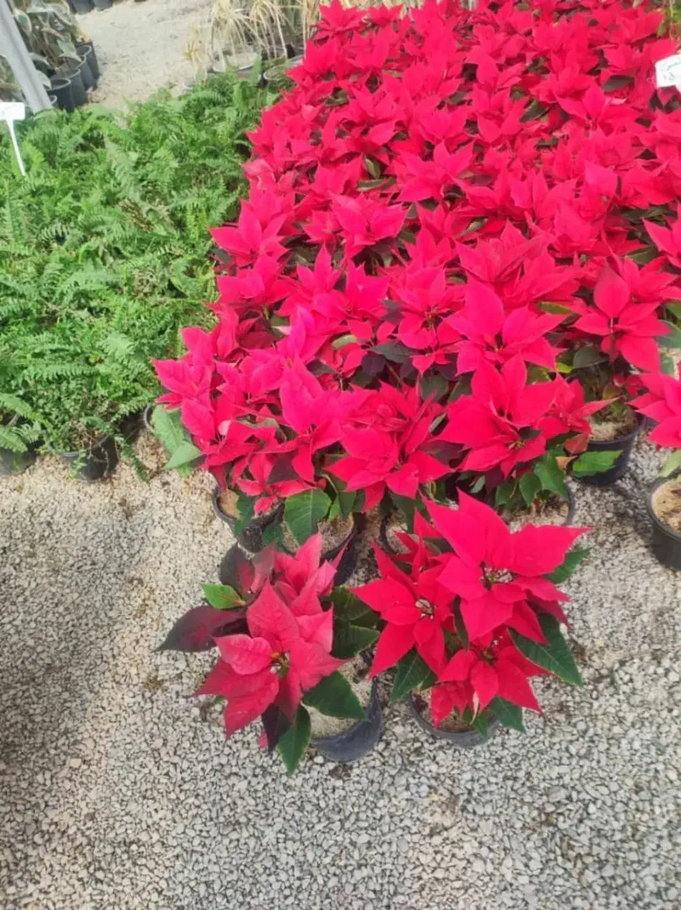 گلخانه نخصصی پاچیرا ،شیدان|گل و گیاه طبیعی|لردگان, |دیوار