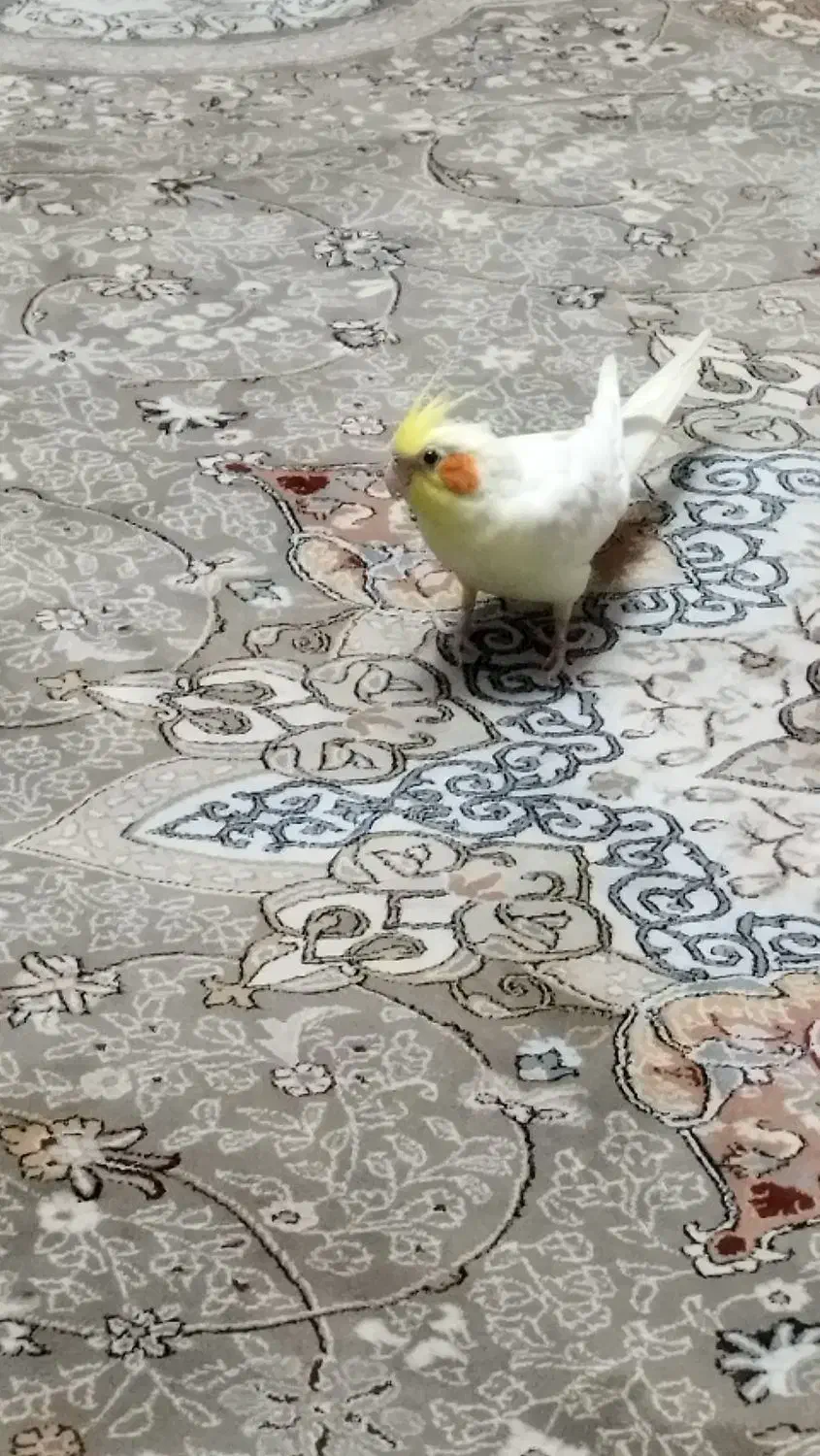 عروس هلندی شیطون|پرنده|تهران, بازار|دیوار