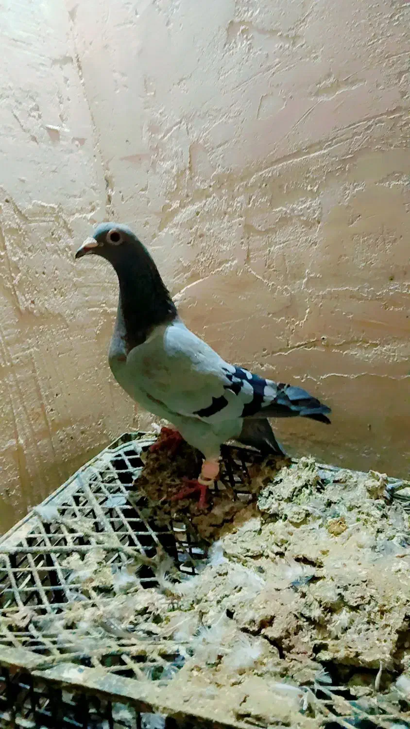 کفتر المانی ورنگه|پرنده|سلیمان, |دیوار