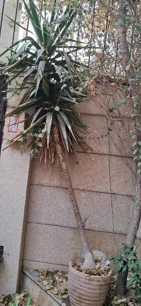 درختچه یوکا|گل و گیاه طبیعی|تهران, آهنگران (سراسیاب دولاب)|دیوار