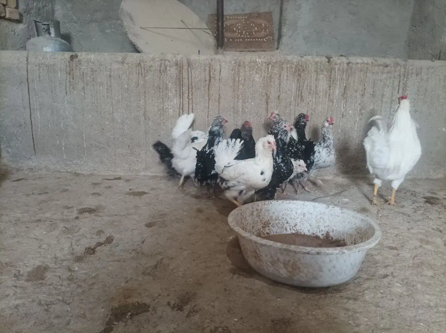 گلین|حیوانات مزرعه|جوادآباد, |دیوار