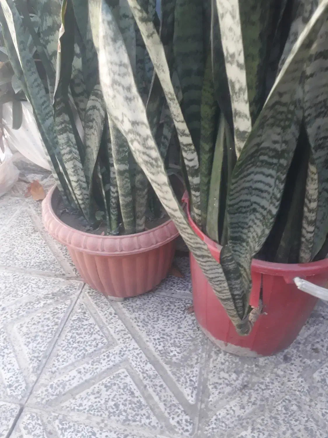 گل سانسریا|گل و گیاه طبیعی|ارزوئیه, |دیوار