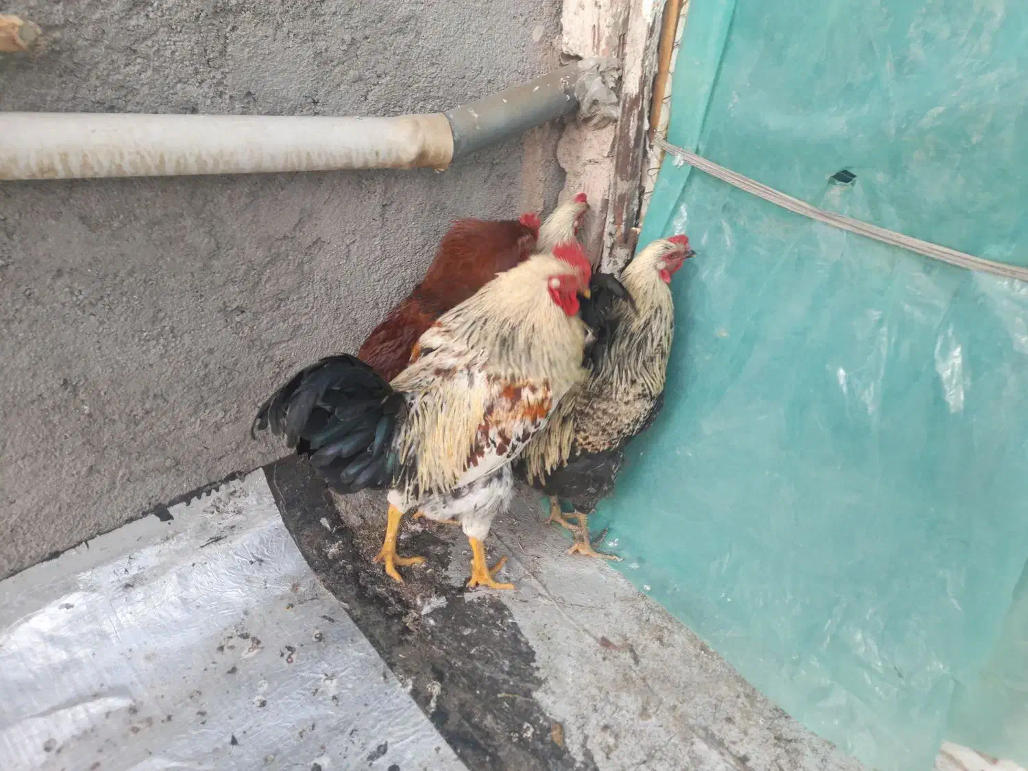 خروس محلی چاق|حیوانات مزرعه|اردبیل, |دیوار