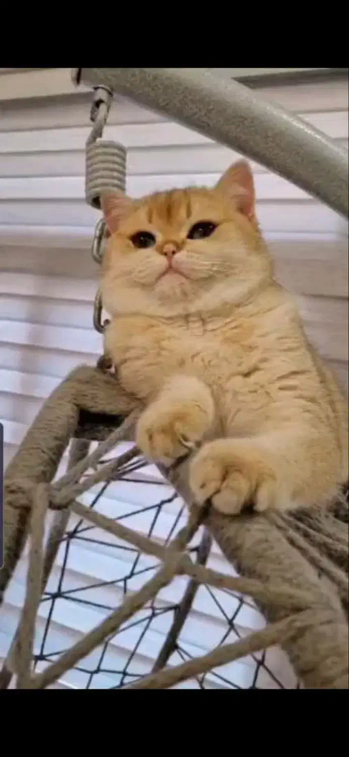 گربه گلد و سیلور نر جهت جفت گیری|گربه|تبریز, |دیوار