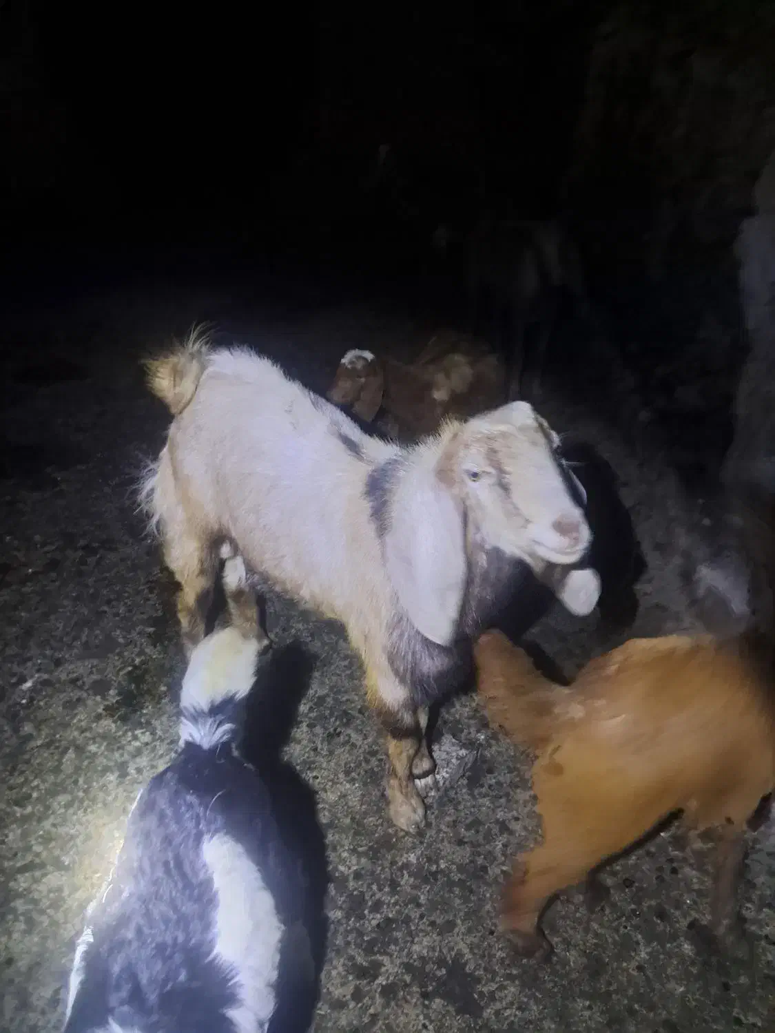 بزغاله|حیوانات مزرعه|بهبهان, |دیوار