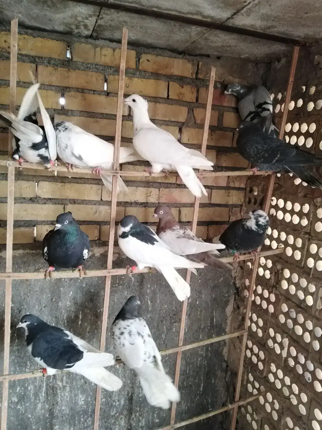 کفتر صید پرشی|پرنده|مشهد, کوشش|دیوار