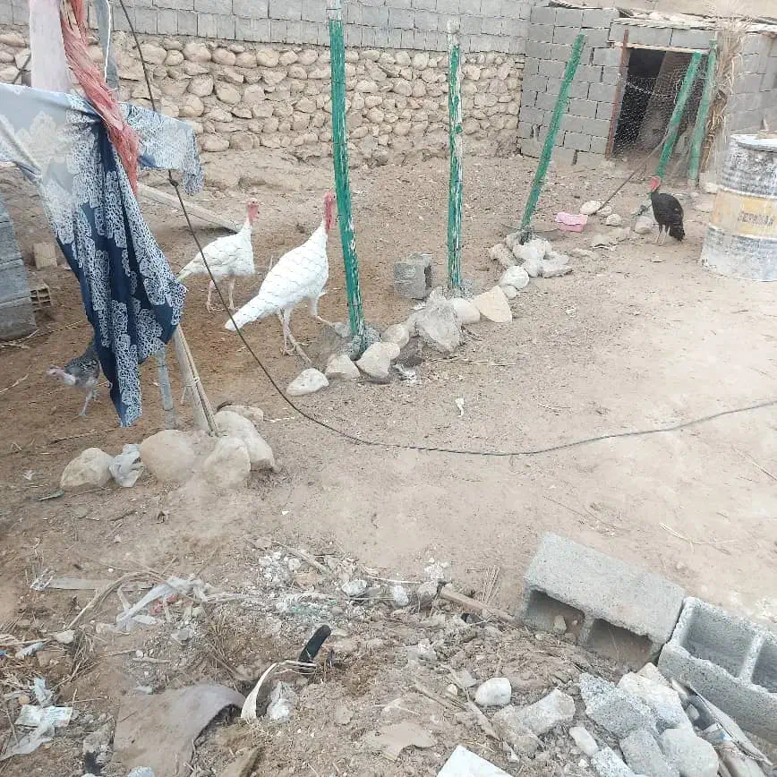 بوقلمون یکساله و پنج ماهه|حیوانات مزرعه|اهرم, |دیوار