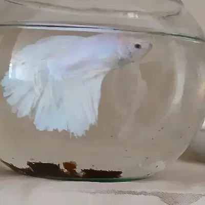 دو جفت ماهی فایتر کلکسیونی کمیاب|ماهی|مشهد, سازمان آب|دیوار