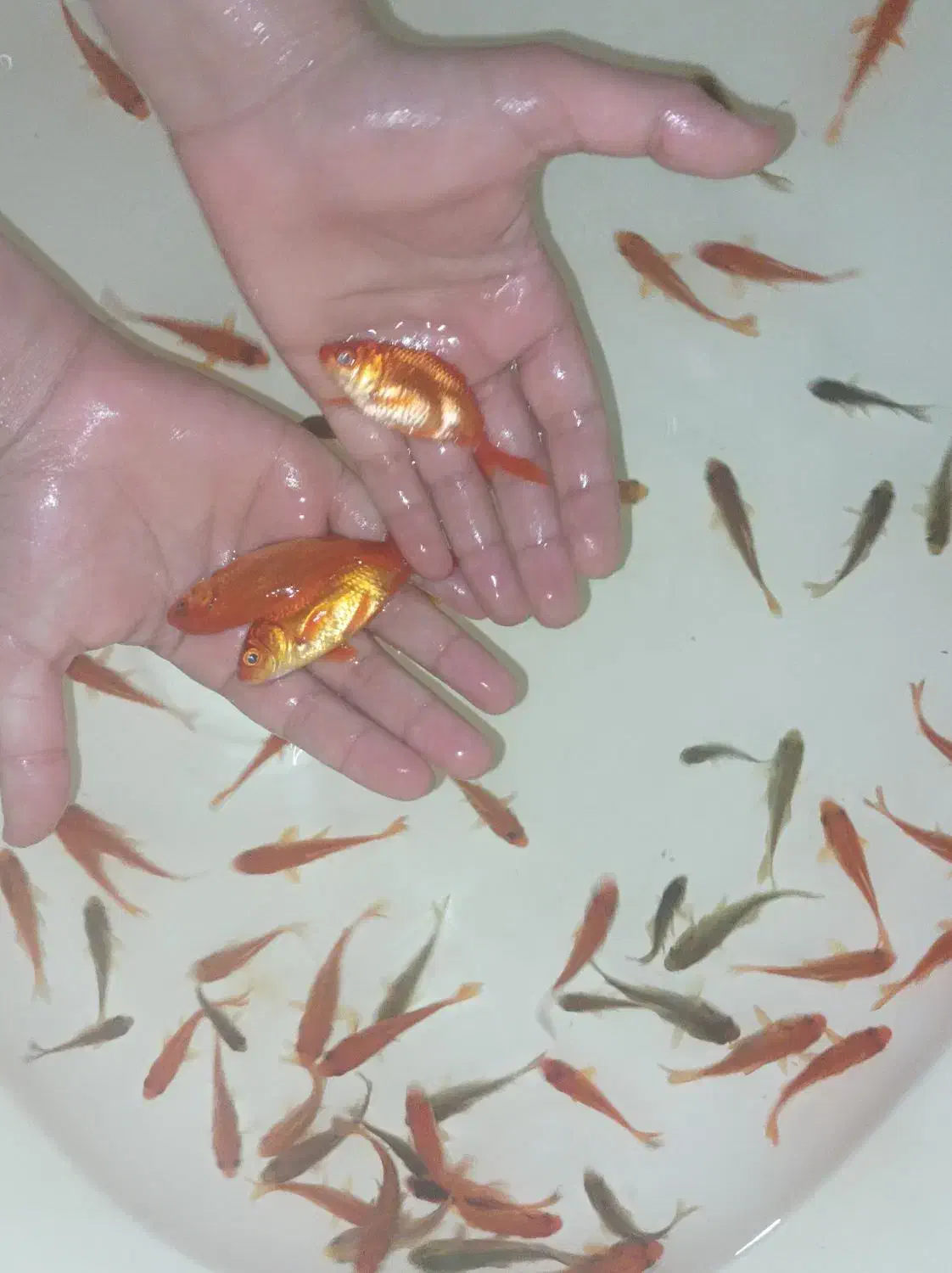 ماهی|ماهی|زرند, |دیوار