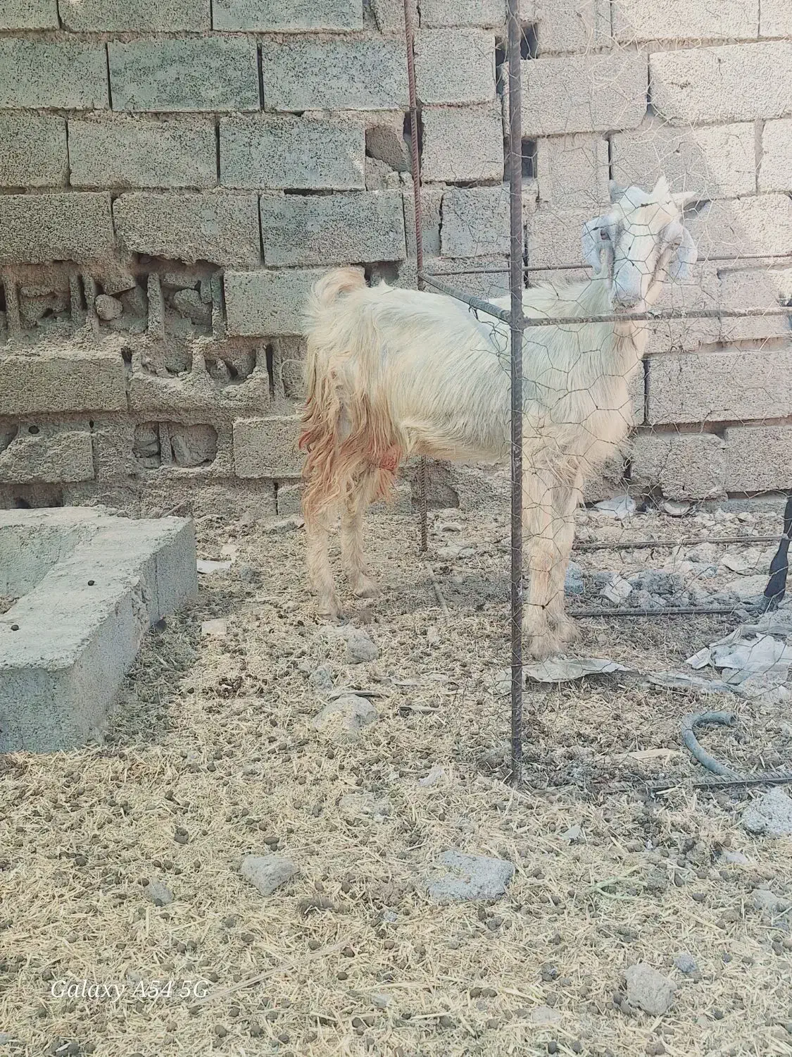 یک عدد بز حامله گوسفند بره|حیوانات مزرعه|بندر ماهشهر, |دیوار