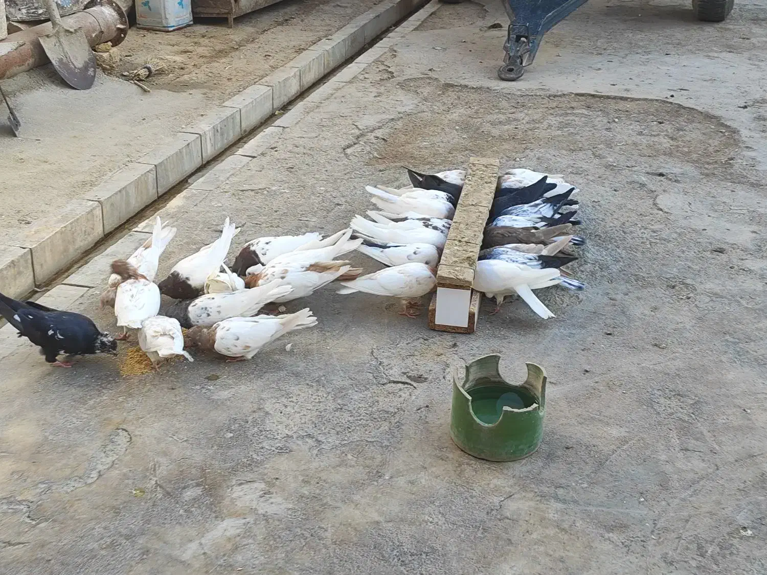 فروش تعدادی کفتر رنگی|پرنده|بروجرد, |دیوار