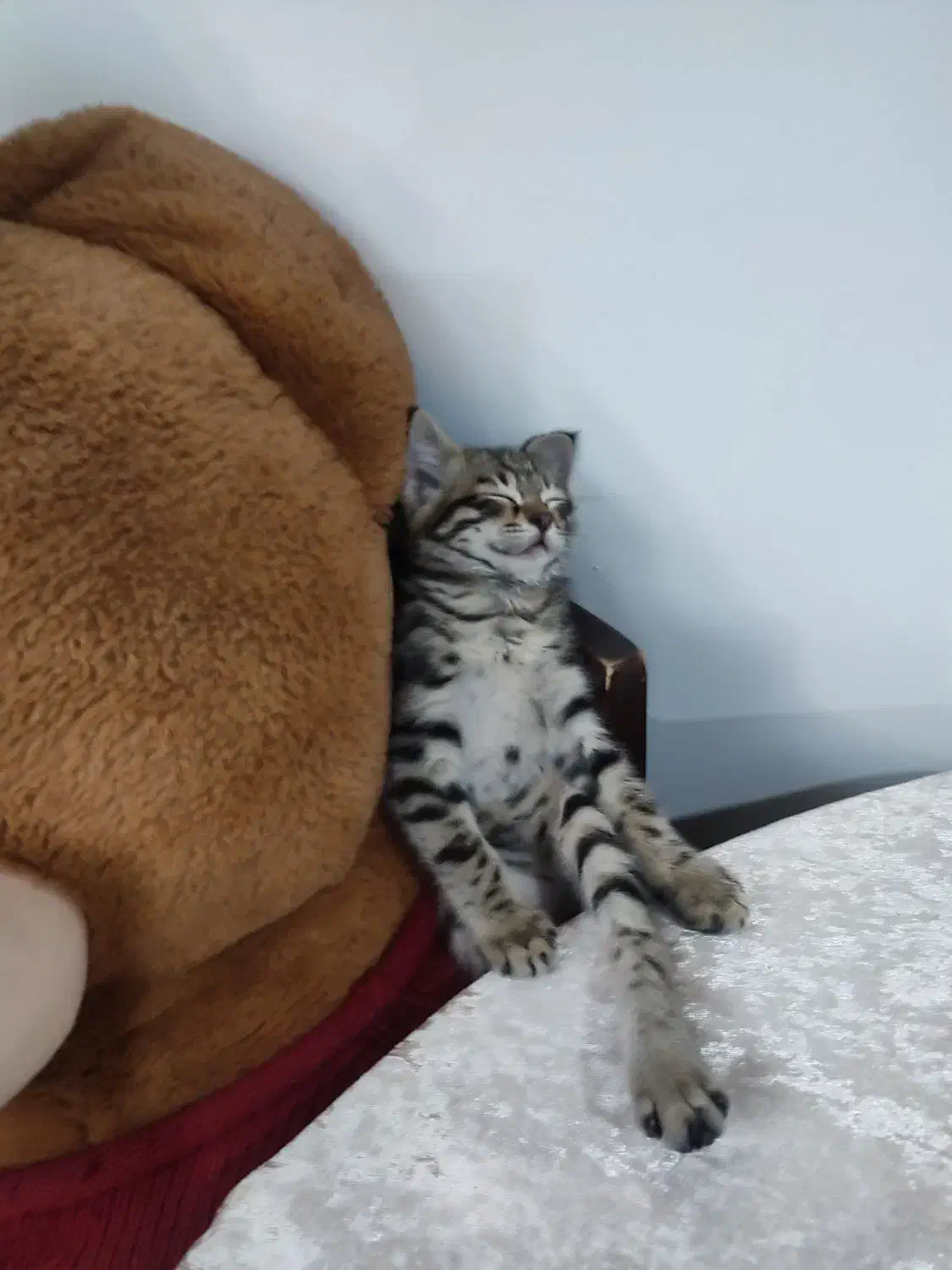 واگذاری رایگان گربه خانگی|گربه|خرم‌آباد (تنکابن), |دیوار