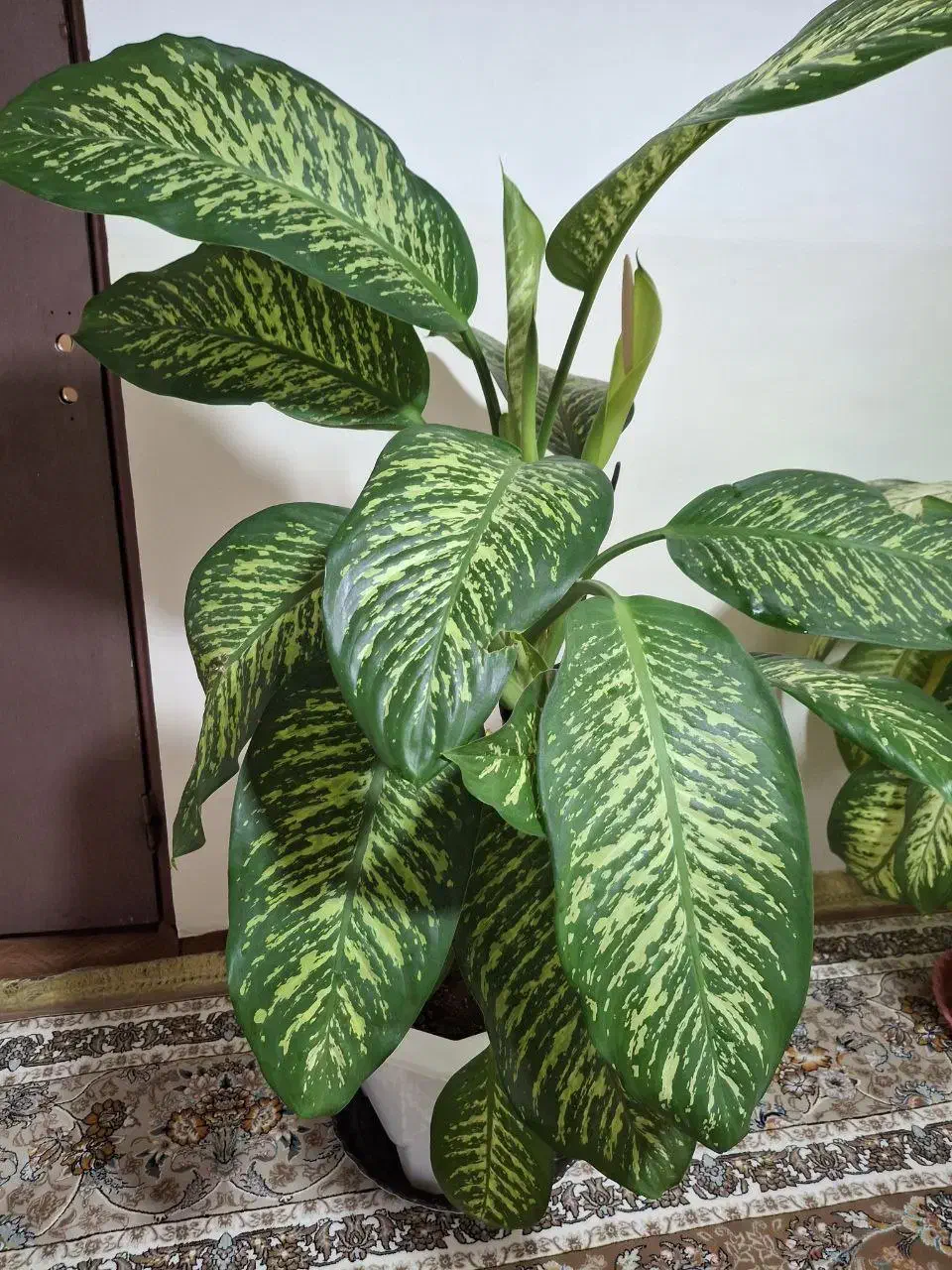 گل طبیعی دیفن پر پشت|گل و گیاه طبیعی|بانه, |دیوار