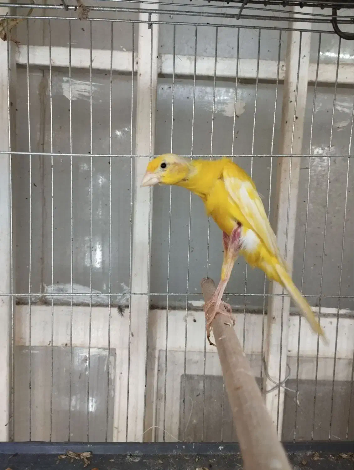 قناری|پرنده|شیراز, تندگویان|دیوار