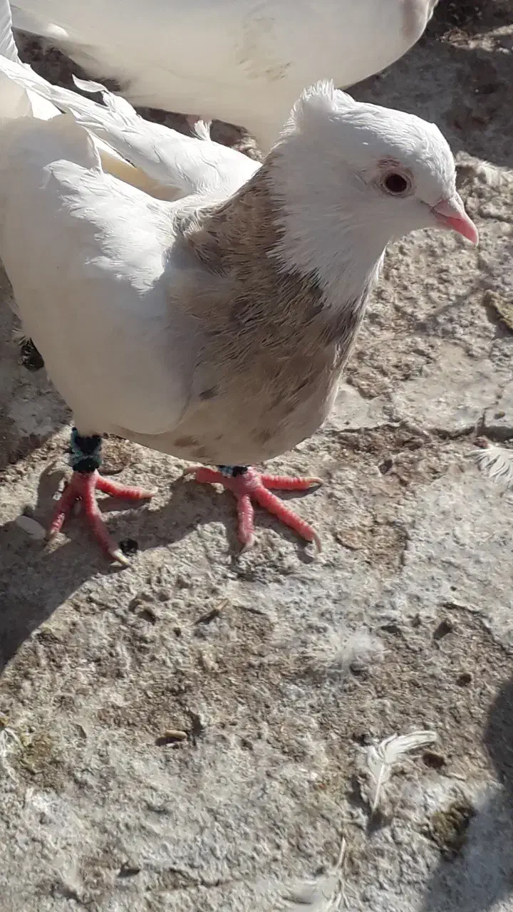 کبوتر‌طوقی|پرنده|حمیدیا, |دیوار