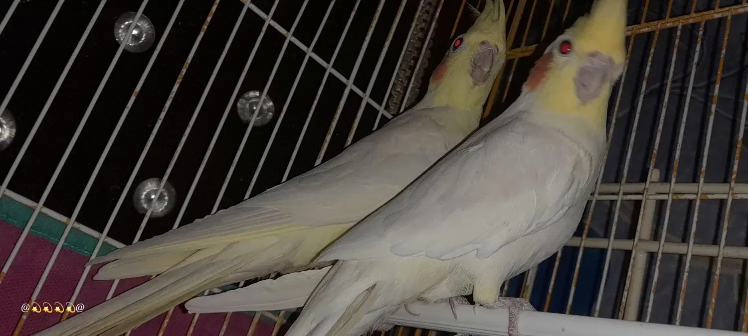 دو جفت عروس هلندی چشم شرابی مولد در عجب شیر|پرنده|عجب شیر, |دیوار