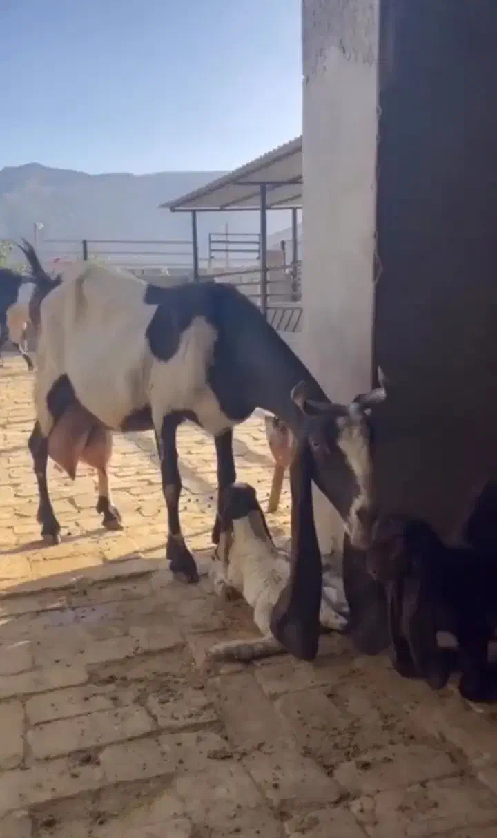 بز پاکستانی گوش بلند ۲قلو دار پر شیر|حیوانات مزرعه|بروجن, |دیوار